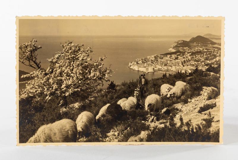 Pastir-iz-Župe-sa-stadom-ovaca-iznad-Dubrovnika,-1930-ih-1
